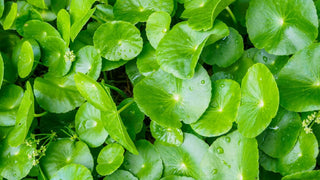 Centella Asiatica : l’ingrédient miracle pour apaiser les peaux sensibles ?