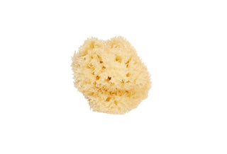 Vitry Eponge De Mer Naturelle 8cm
