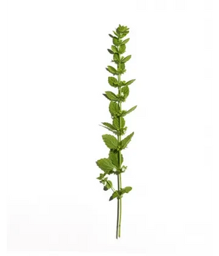 Sanoflore Aciana Botanica Eau Micellaire Démaquillante