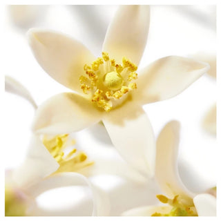 Nuxe Prodigieux ? Néroli le Parfum 50 ml